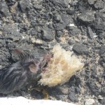Rescued Mouse Rescued Mouse